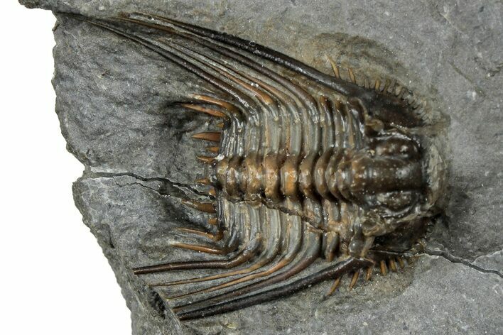 Spiny Leonaspsis Trilobite - Morocco #300559